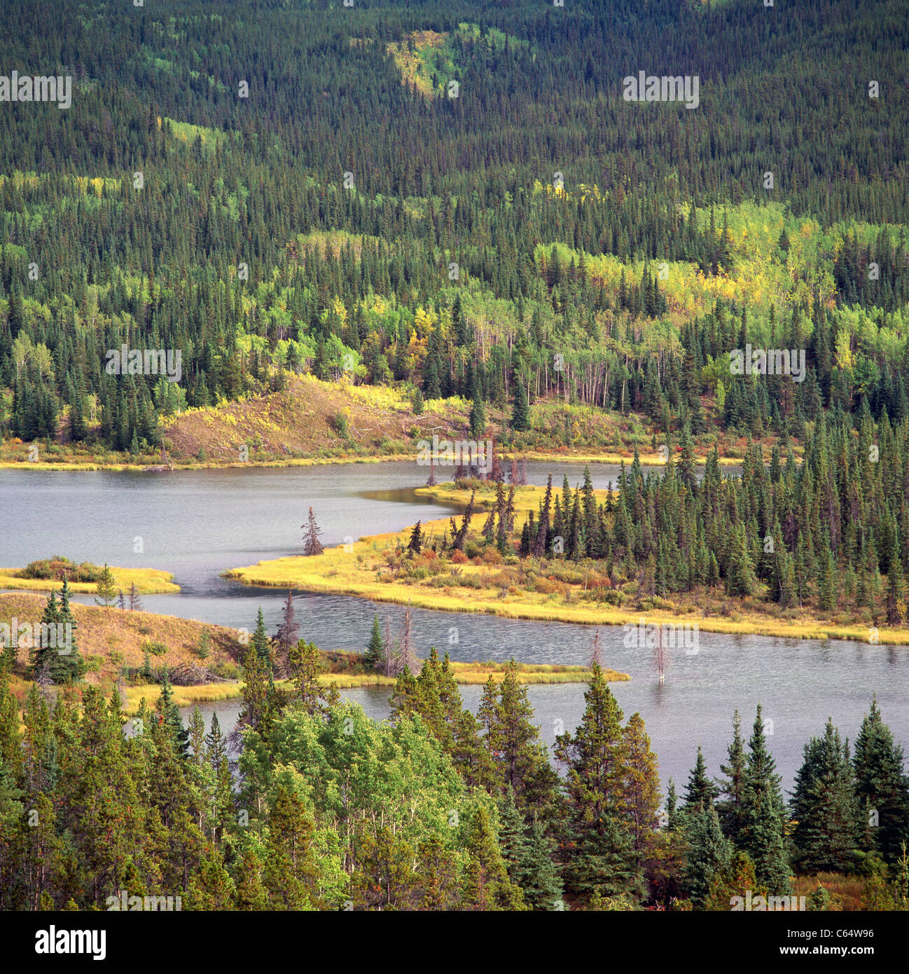 Gemischte borealen Wald und See, Nadel- & laubabwerfende Bäume, Northern BC, Britisch-Kolumbien, Kanada Stockfoto