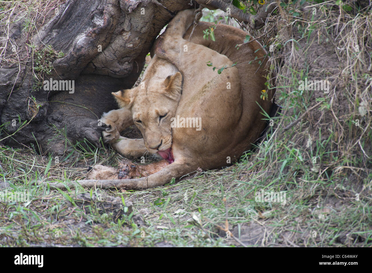 Eine Löwin "Ridge stolz" gebar drei Jungtiere (eine totgeborene) am Mittag am Samstag, 13. August 2011, in der Masai Mara. Stockfoto