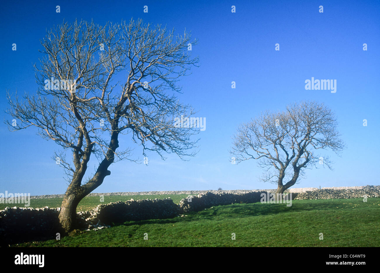 Traubeneichen Eichen, Chelmorton, Derbyshire Stockfoto