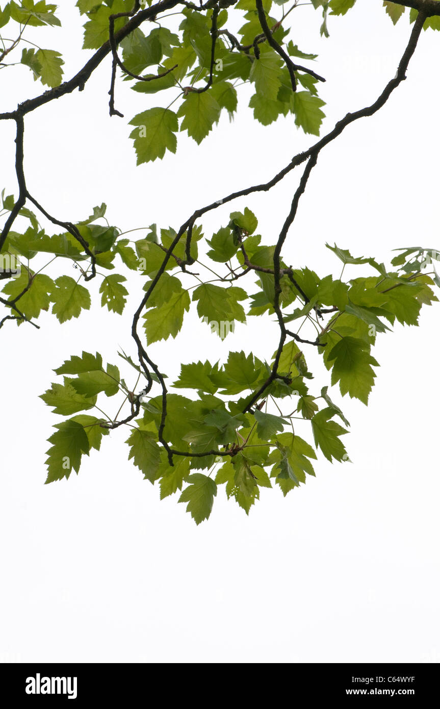Elsbeere: Sorbus Torminalis. Kent, England. Auch bekannt als Chequers Baum, durch Strukturierung der Rinde. Stockfoto
