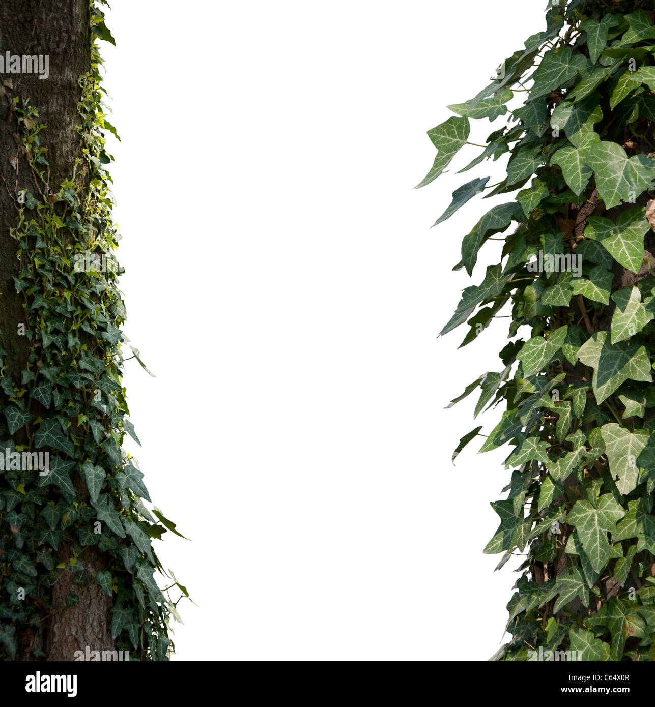 Klettern Sie Pflanzen weiße Isolared. Zwei Seiten Stockfoto