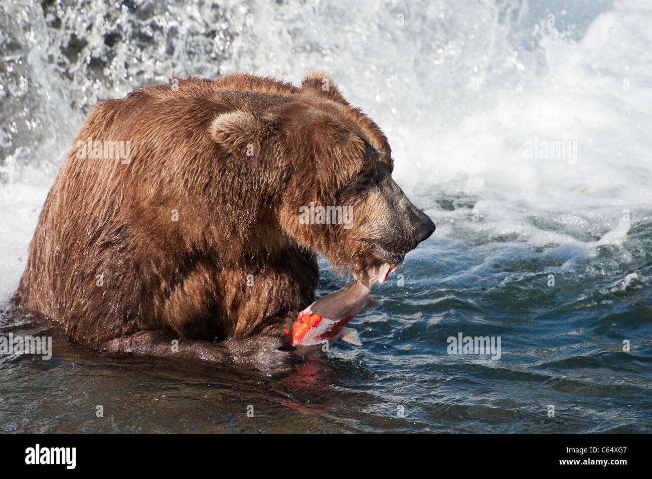 Braunbären/Grizzly Bären Stockfoto