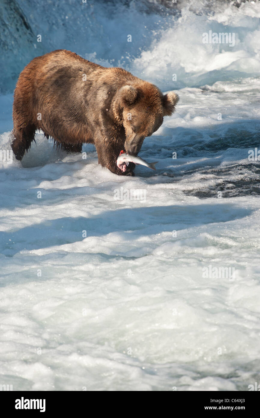 Braunbären/Grizzly Bären Stockfoto