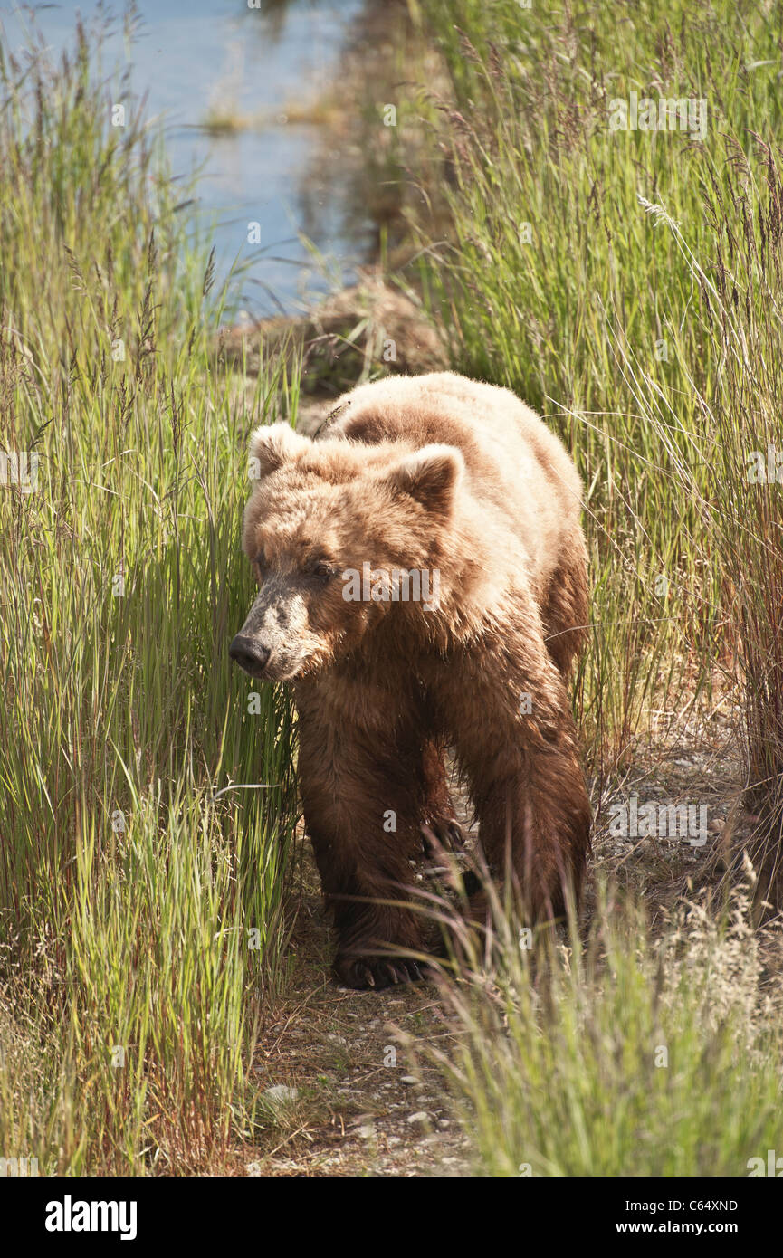 Braunbären/Grizzly Bären Stockfoto