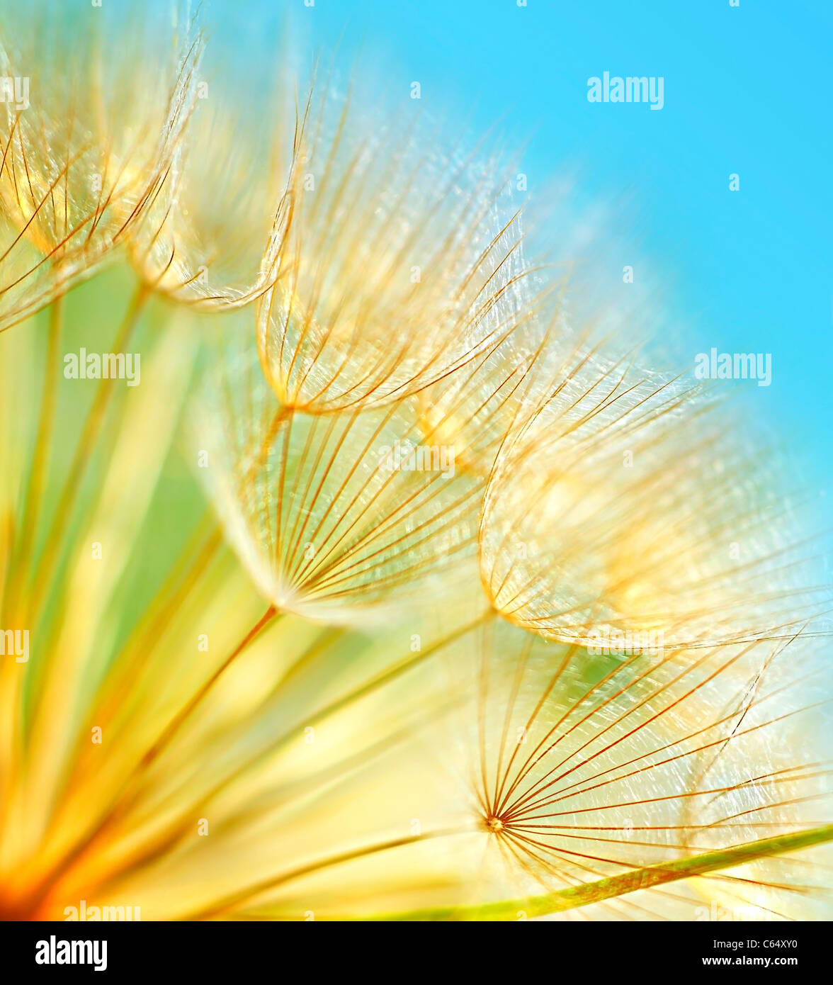 Weiche Löwenzahn Blumen Makro Grenze über himmelblauen Hintergrund Stockfoto