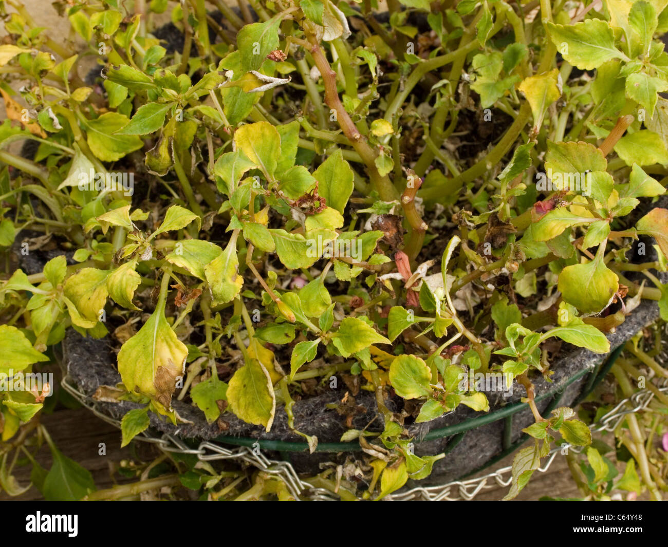 Busy Lizzie mit Peronospora weiße Pulver auf der Unterseite der Blätter infiziert Stockfoto