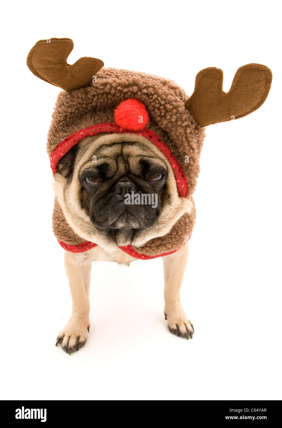 Pug Verkleidet als ein Rentier für Weihnachten. Stockfoto