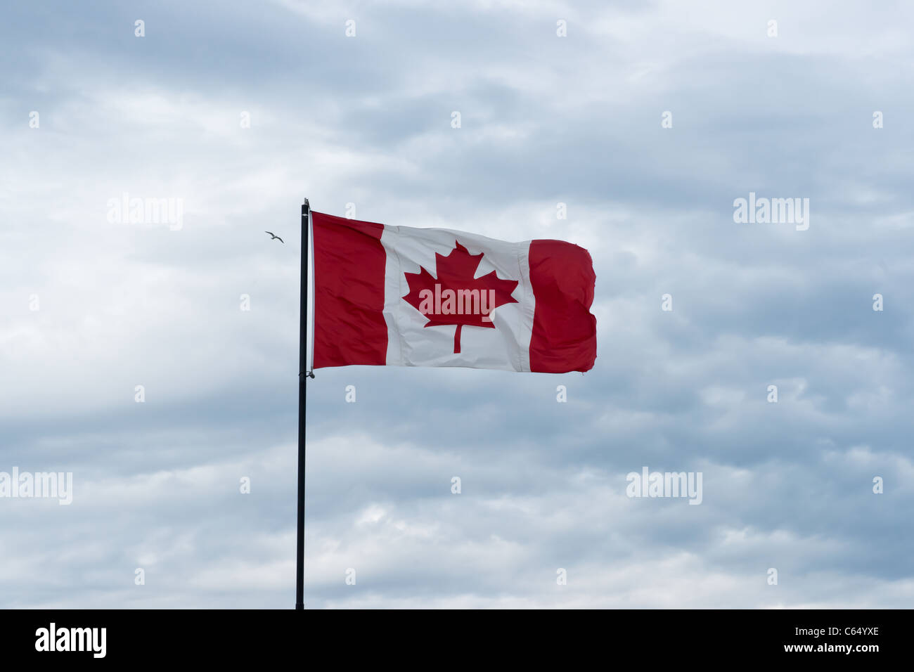 Wolkengebilde Blick auf Vogel fliegt über kanadische Flagge Stockfoto