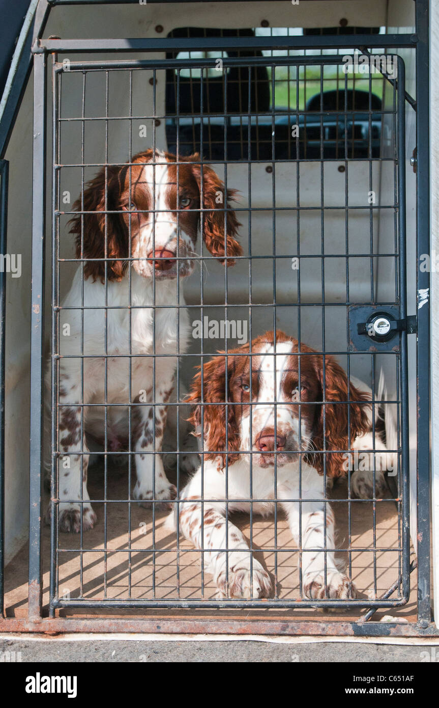 English Springer Spaniel Hunde, 16 Wochen alten Welpen, saß im Käfig Reisen im Auto Stockfoto