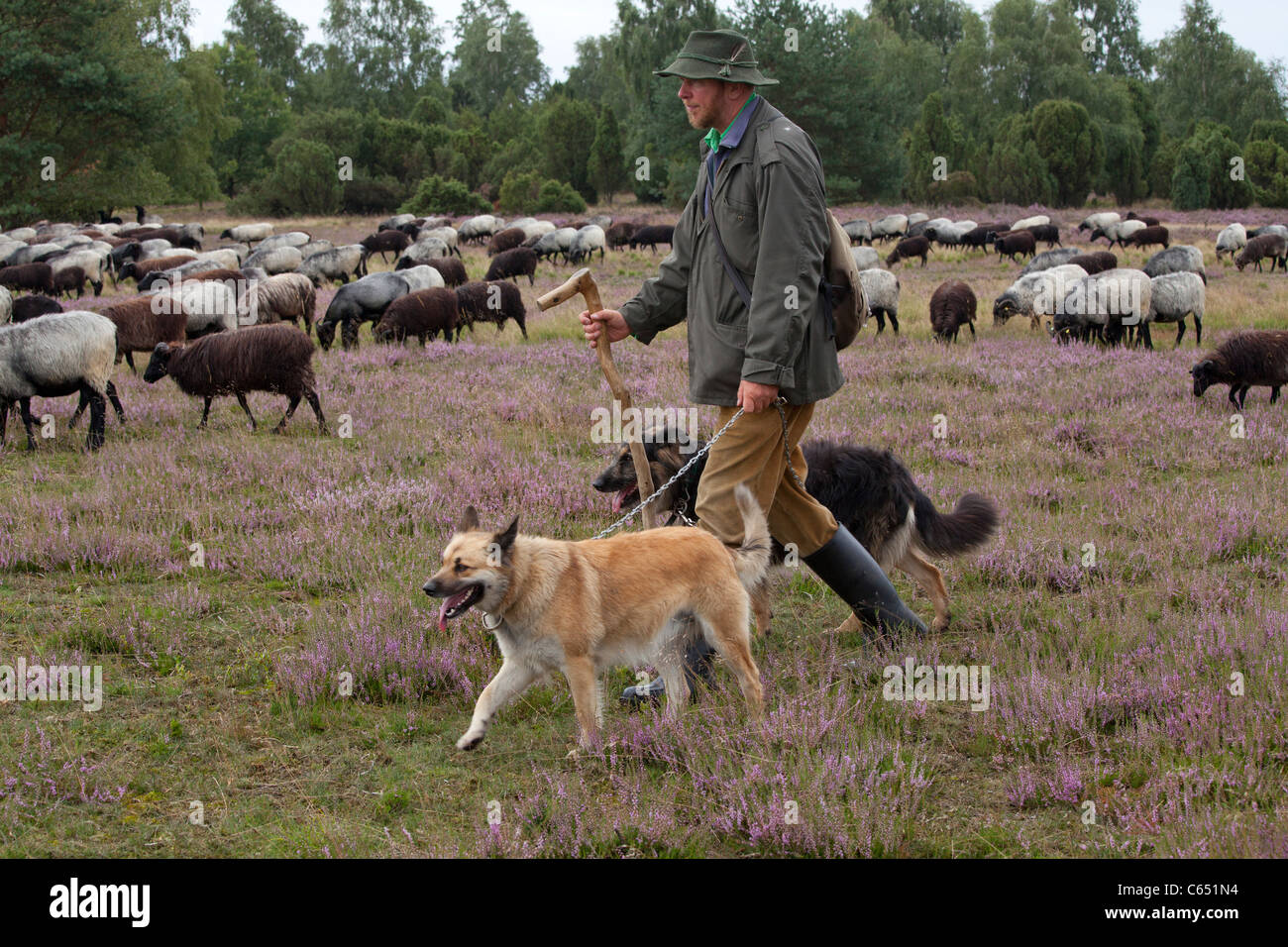 Hirt mit seinen Hunden und seine Herde von deutschen Heide, Lüneburg Heide, Niedersachsen, Deutschland Stockfoto