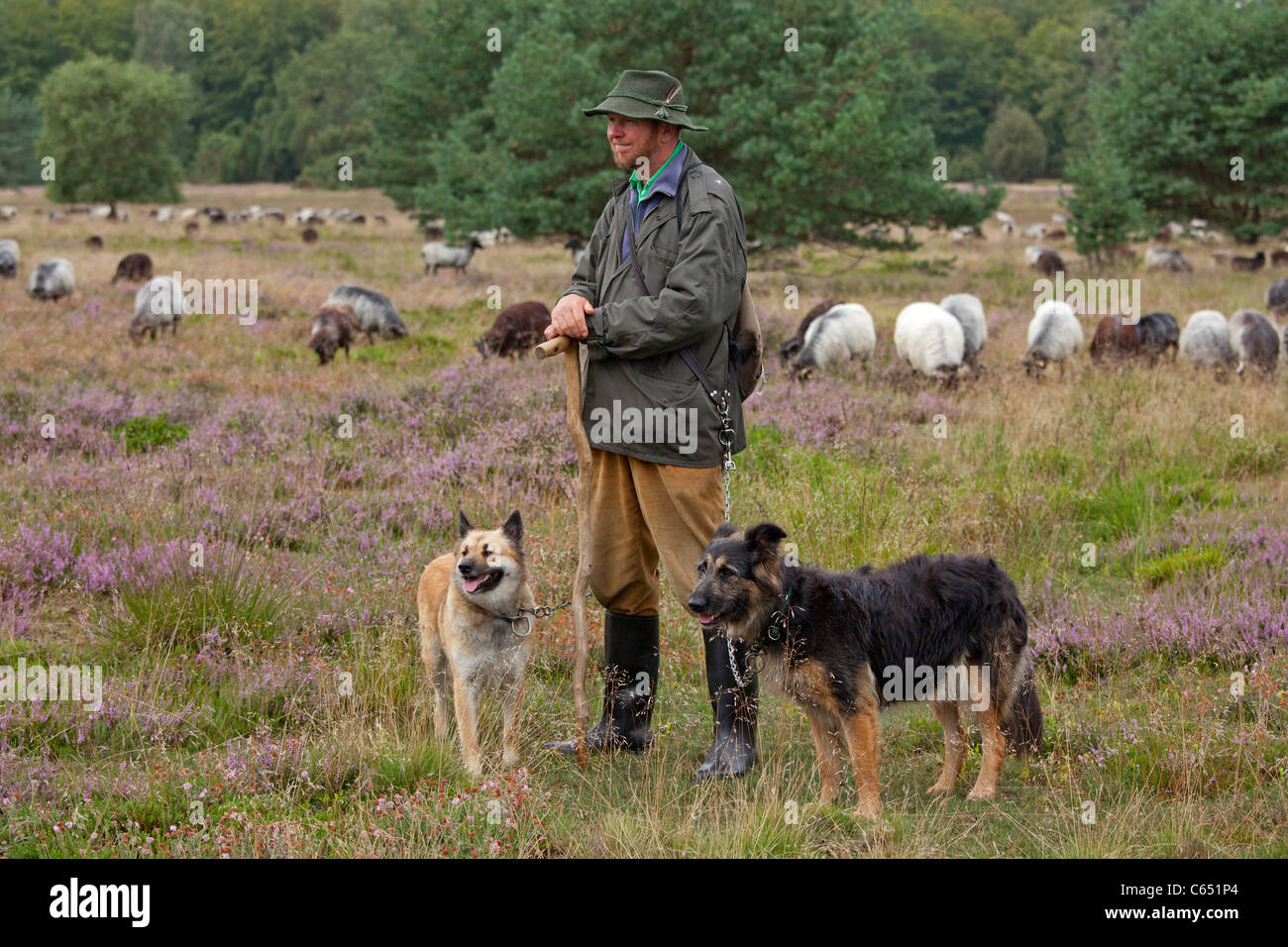 Hirt mit seinen Hunden und seine Herde von deutschen Heide, Lüneburg Heide, Niedersachsen, Deutschland Stockfoto