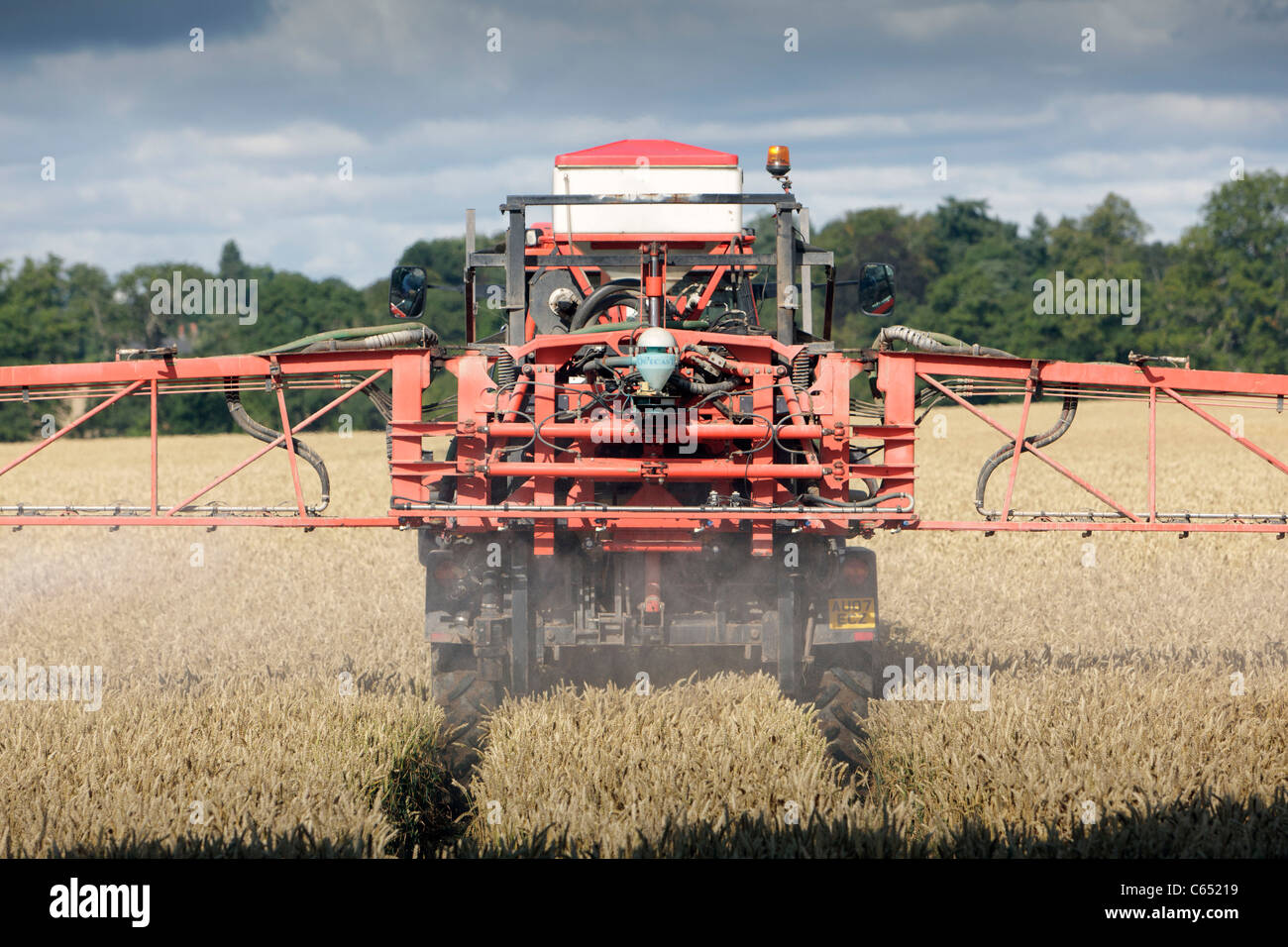 Ein Traktor Spritzen Getreide in einem Feld in Perthshire, Schottland Stockfoto