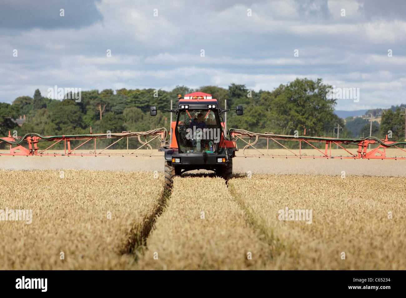 Ein Traktor Spritzen Getreide in einem Feld in Perthshire, Schottland Stockfoto