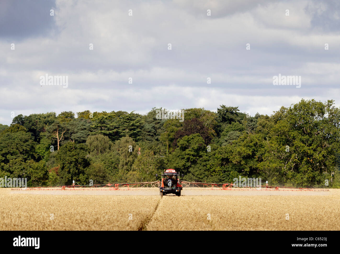 Ein Traktor Spritzen Getreide in einem Feld in Perthshire, Schottland Stockfoto