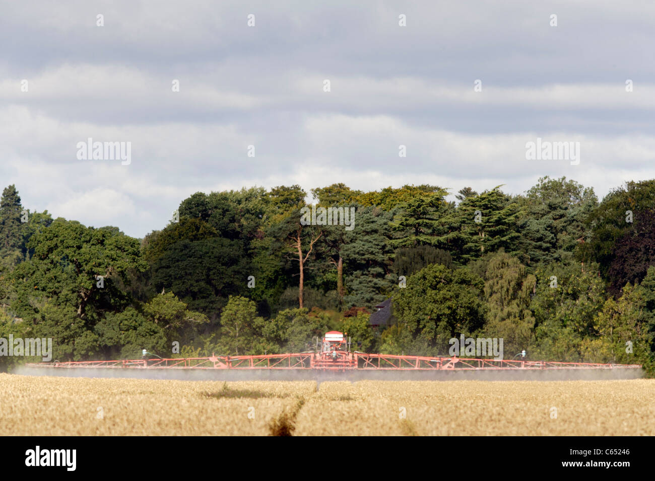 Ein Traktor Spritzen Getreide in einem Feld in Perthshire, Schottland Stockfoto