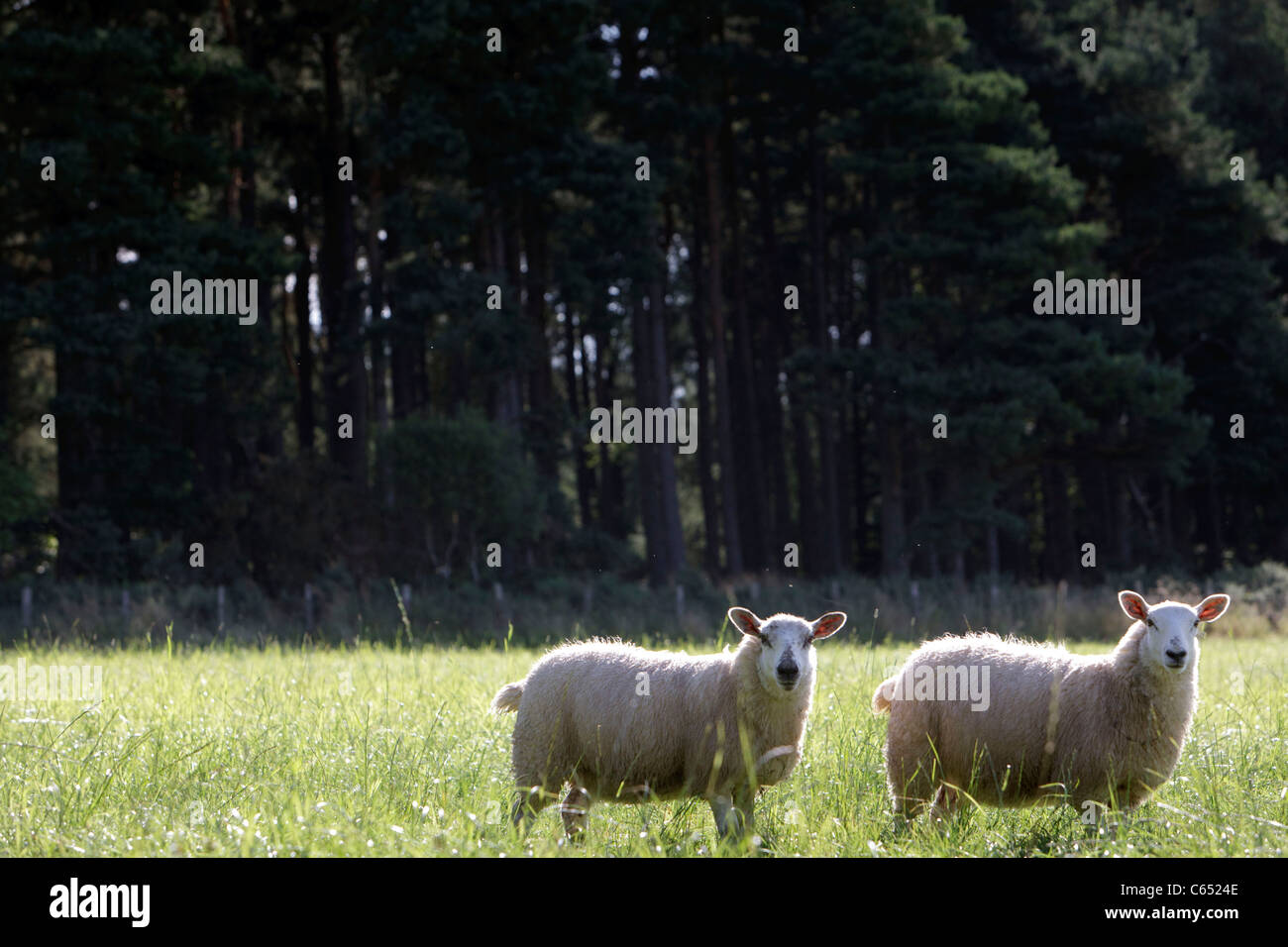 Zwei Schafe in einem Feld auf Kamera Stockfoto