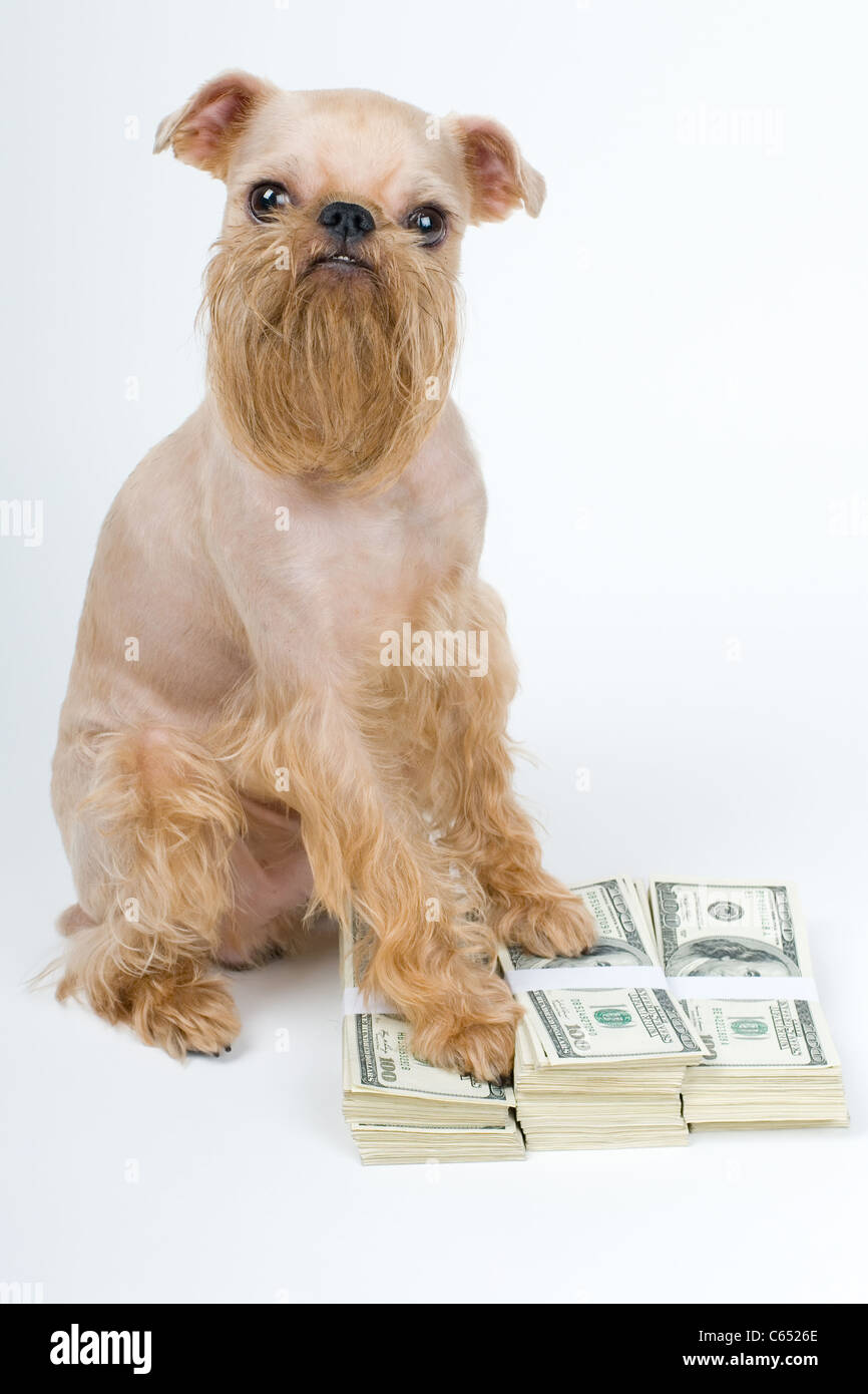 Zu Füßen von einem Hund einen Haufen Geld, Schutz der Finanzen Stockfoto