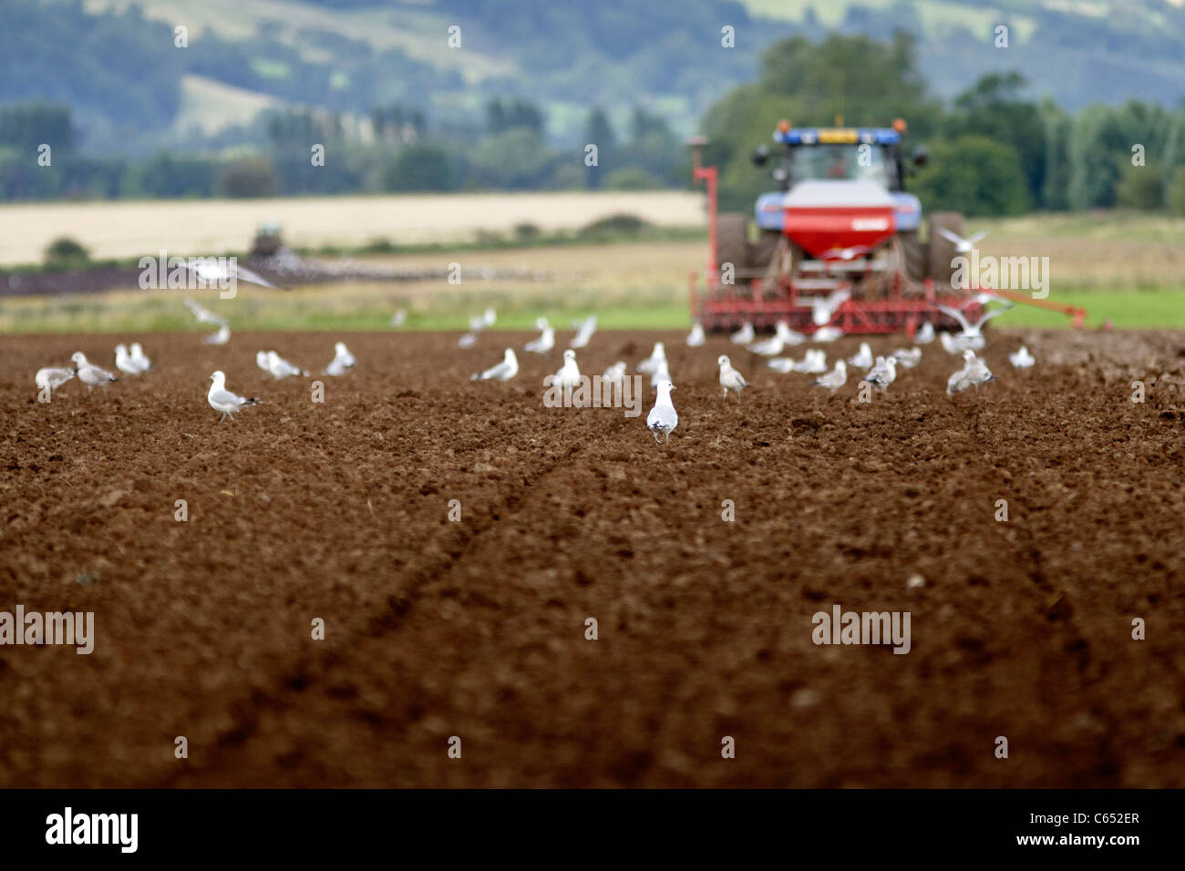 Ein Traktor, ein Feld mit Hügeln nach hinten und Möwen füttern Bodenbearbeitung. Stockfoto