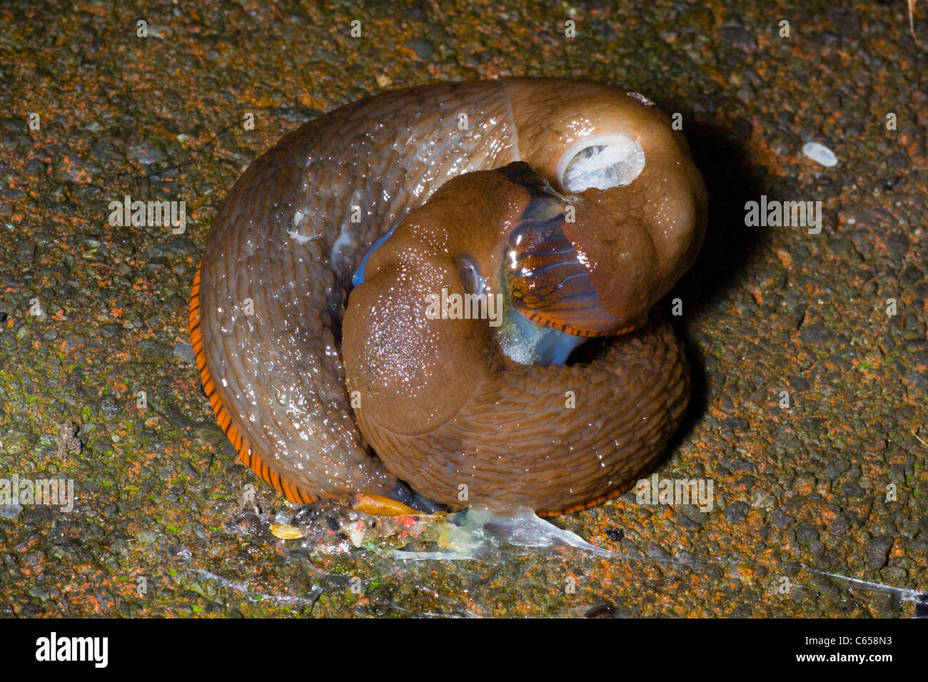 Gastropode Weichtier, Schnecken, die Paarung. Stockfoto