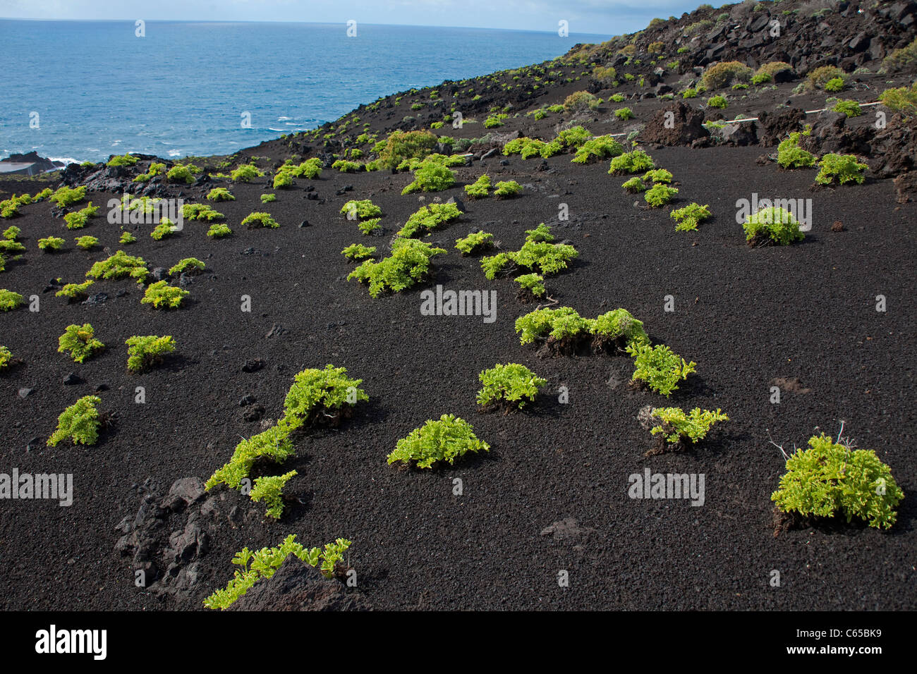 Pionierpflanzen auf vulkanischen Boden zum Faro de Fuencaliente, South Coast, La Palma, Kanarische Inseln, Spanien, Europa Stockfoto