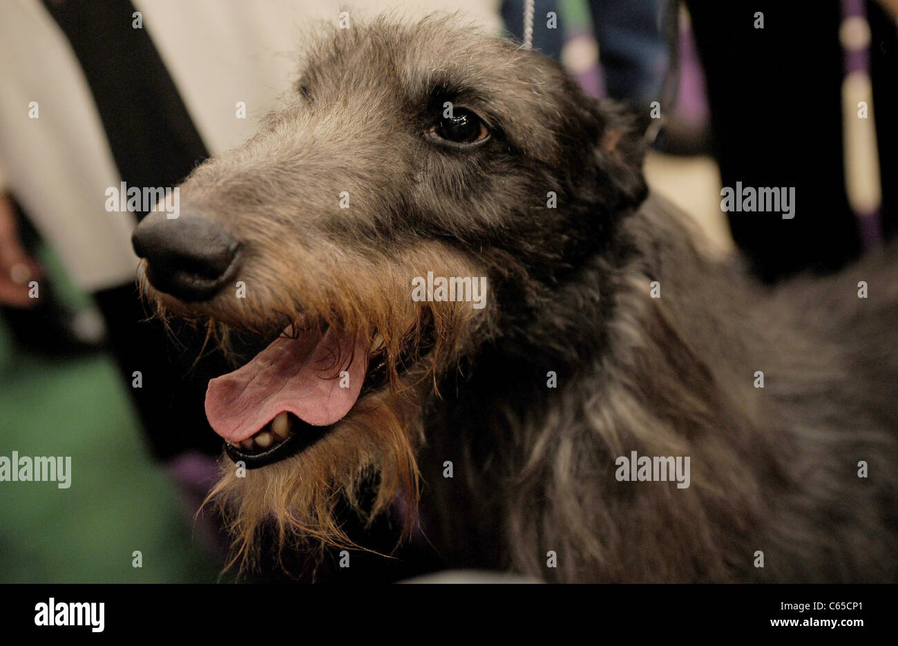 Hickory die Scottish Deerhound im Inneren für Best in Show Winner am 135. Westminster Kennel Club Dog Show, Madison Square Garden, Stockfoto
