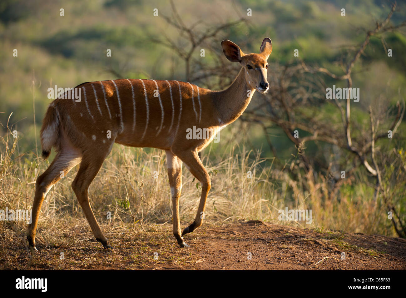 Nyala (Tragelaphus Angasi), Hluhluwe-Imfolozi Game Reserve, Südafrika Stockfoto