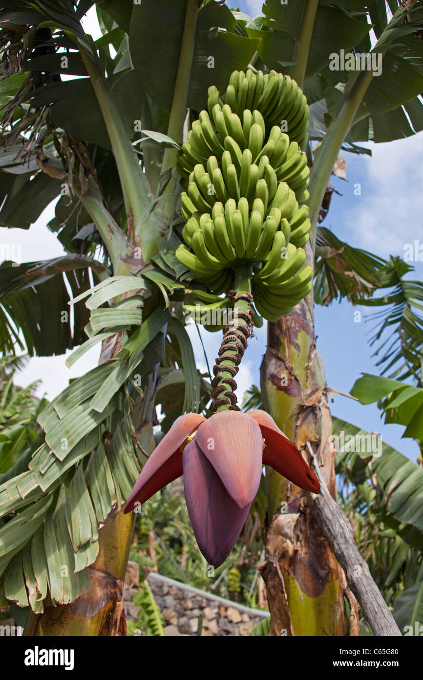 Bananenstaude Mit Bluete Bei Puerto Tazacorte Tazacorte, Bananenbaum nahe Puerto Tazacorte, La Palma Stockfoto