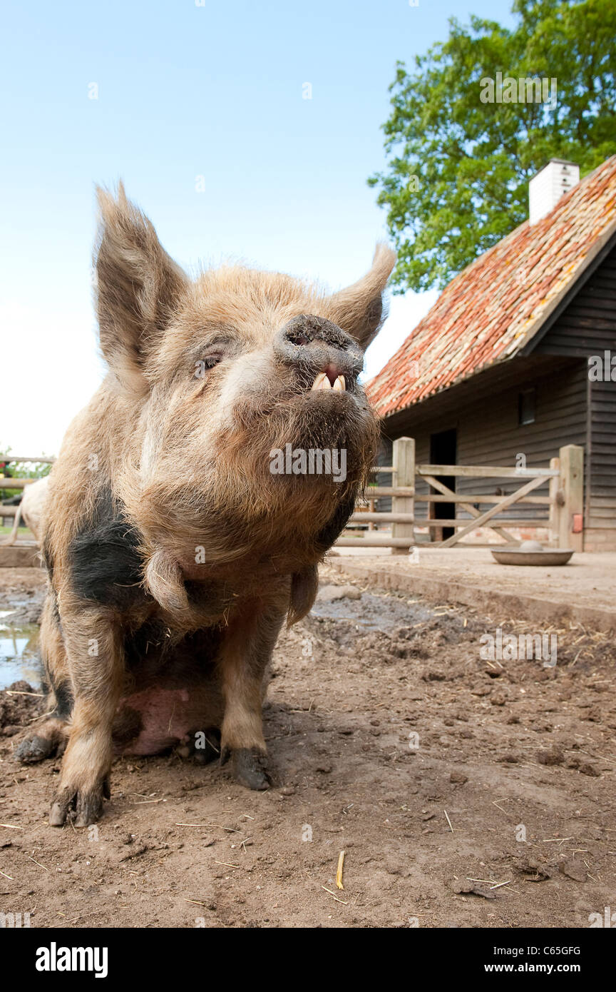 Nahaufnahme eines Schweins sitzen. Stockfoto