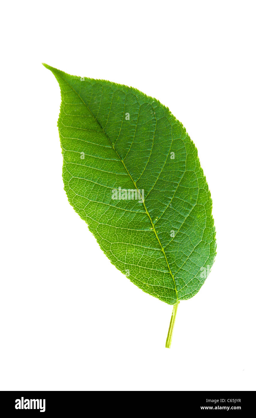 Blatt, isoliert Stockfoto