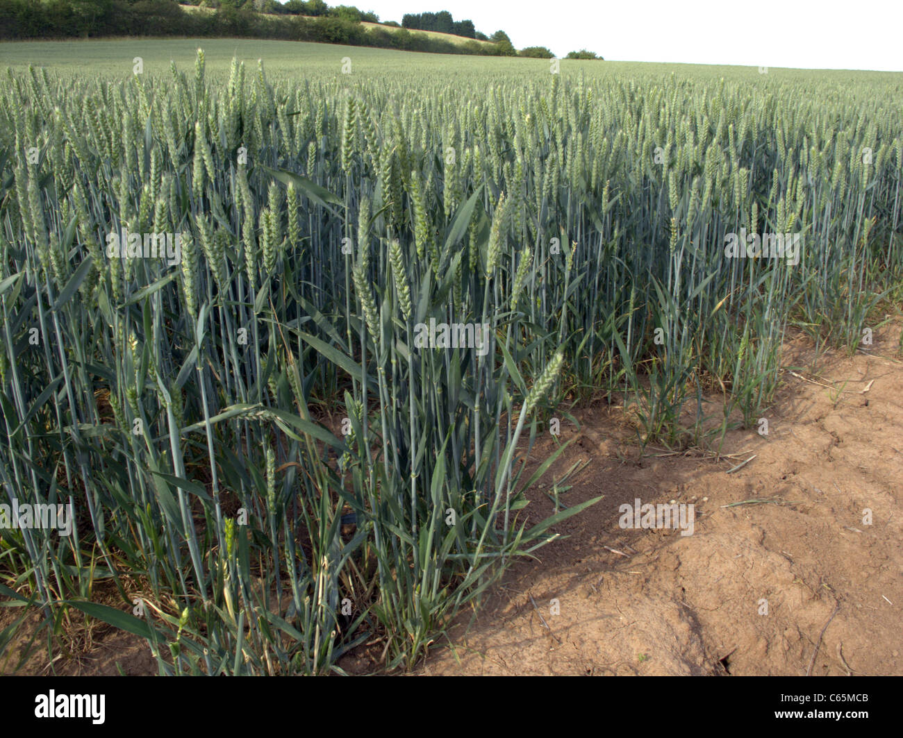 Weizen, Feld, Midlands, Juni 2011 Stockfoto