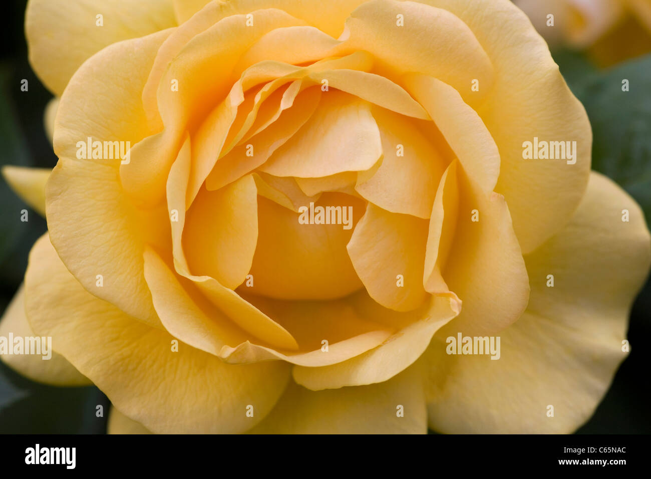 Rosa "Absolutely Fabulous" (Wekvossutono). Gelbe rose Porträt. Stockfoto