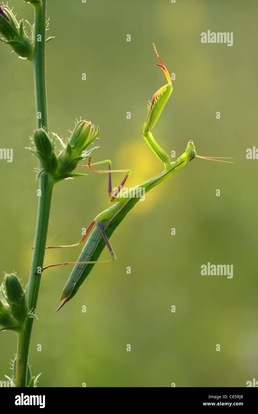 Gottesanbeterin auf eine Pflanze mit grünen erlauben Hintergrund Stockfoto