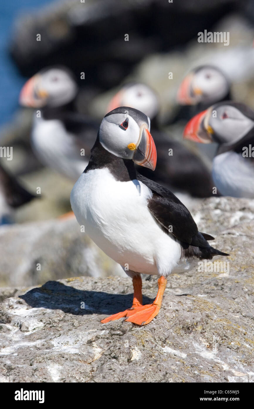 Papageitaucher stehen auf Felsen Isafjördur-Island Stockfoto