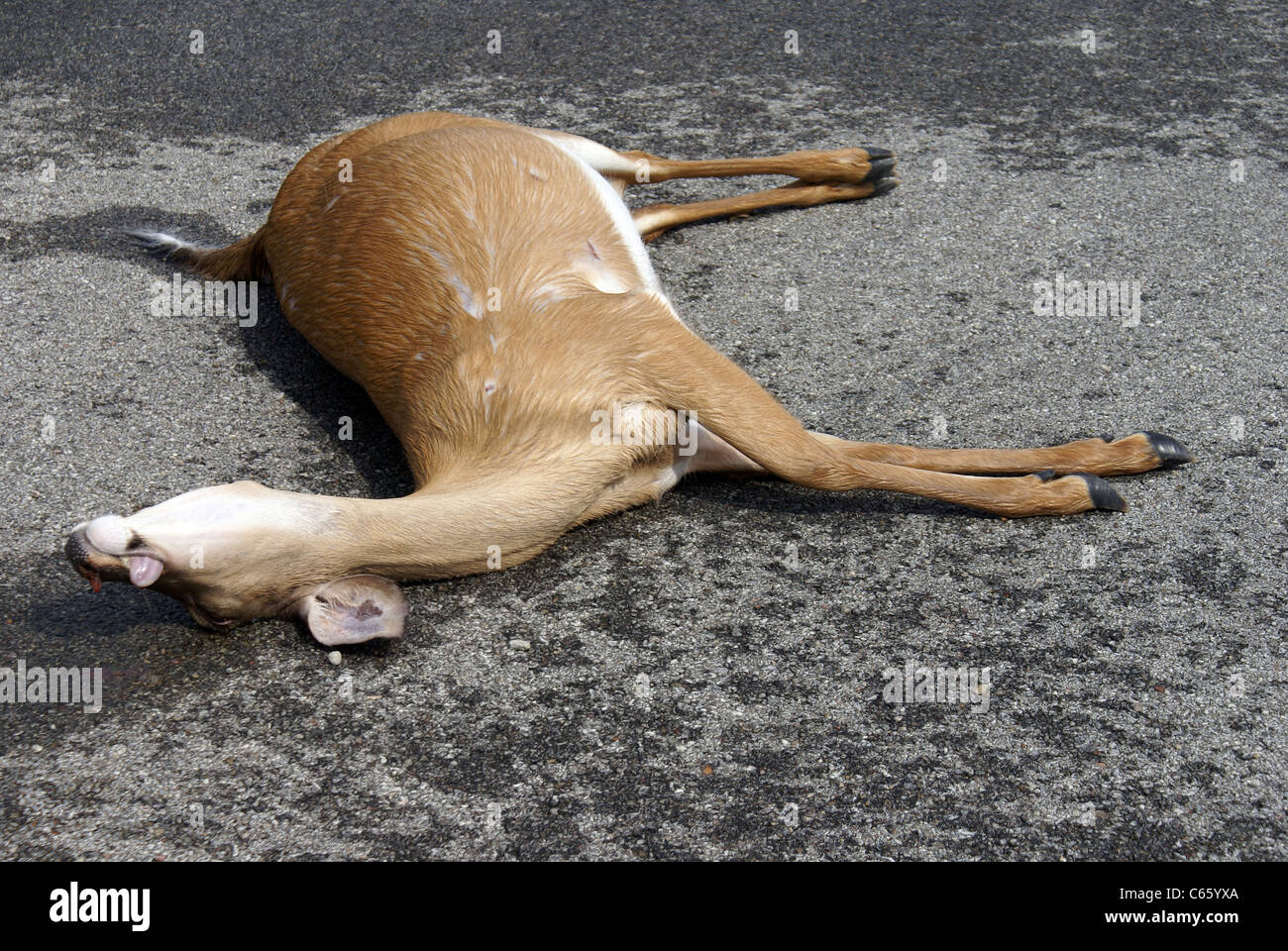 Totes Reh in Fahrbahn Stockfoto