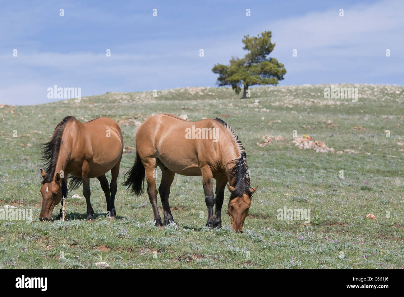 Wildpferde (Equus Caballus), Pryor Mountains Stockfoto