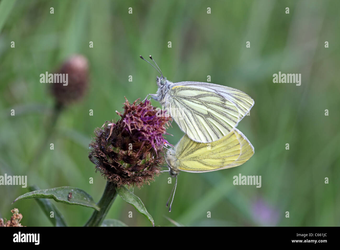 Grün-veined weiß Pieris Napi Schmetterlinge Paarung UK Stockfoto