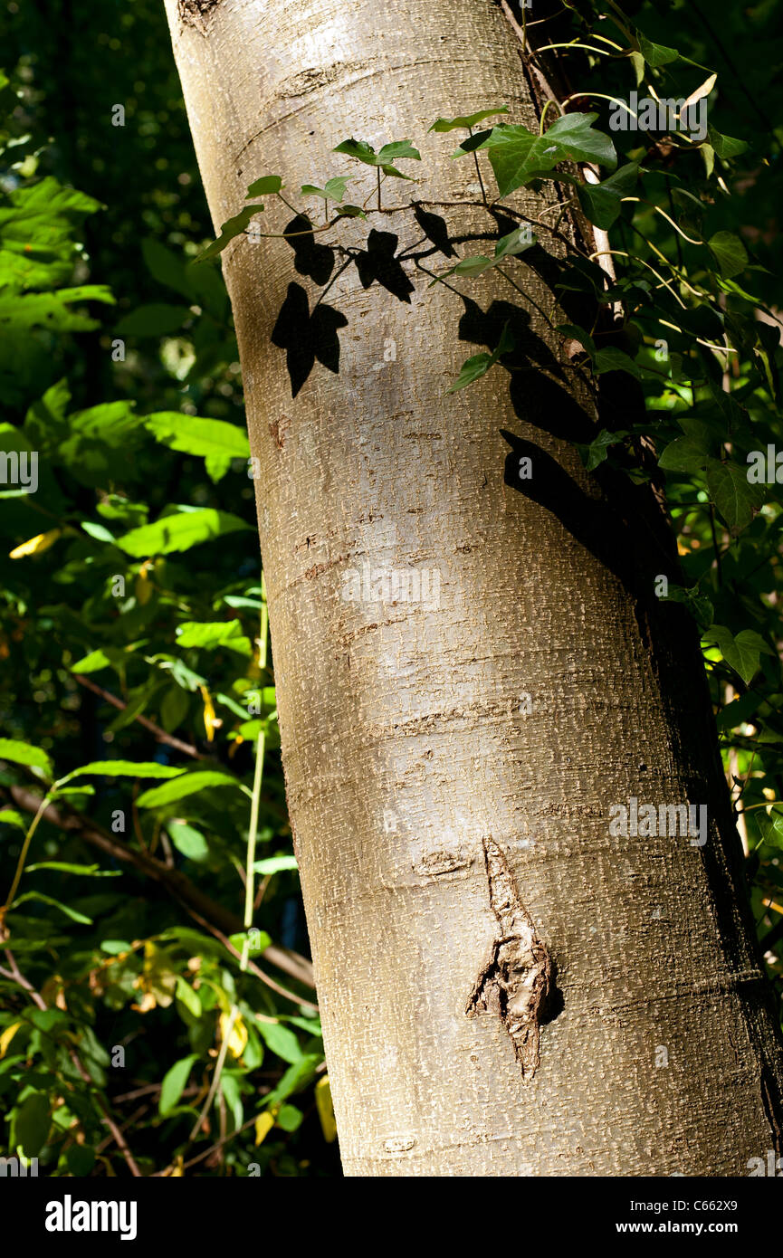 Parasiten auf den gesunden Baum Pflanzen Stockfoto