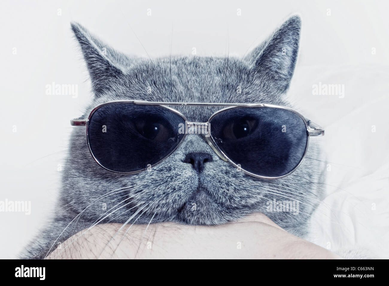 Lustige Schnauze grau britische Katze in Sonnenbrille closeup Stockfoto