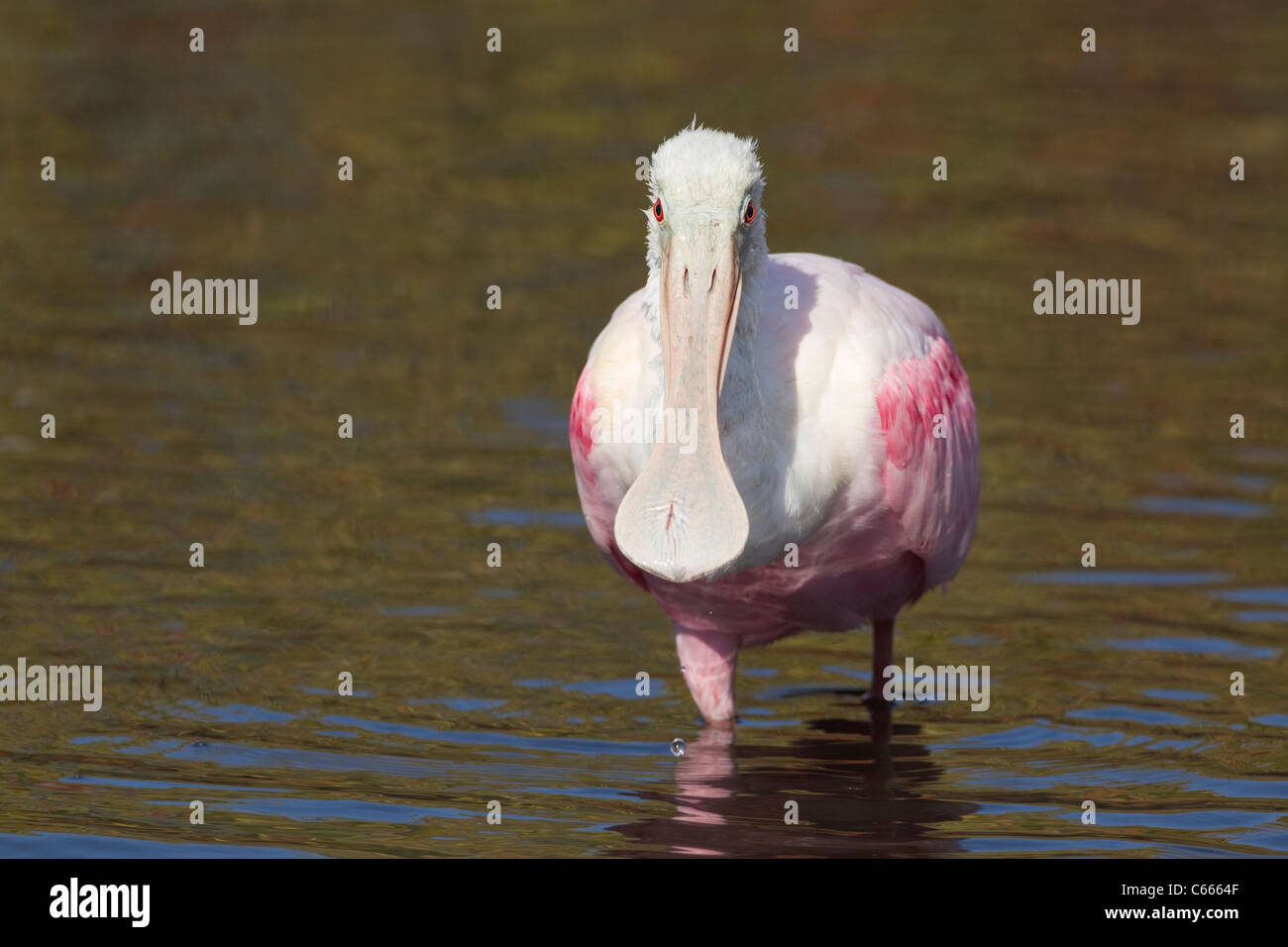 Roseatte Löffler (Platalea Ajaja) Stockfoto