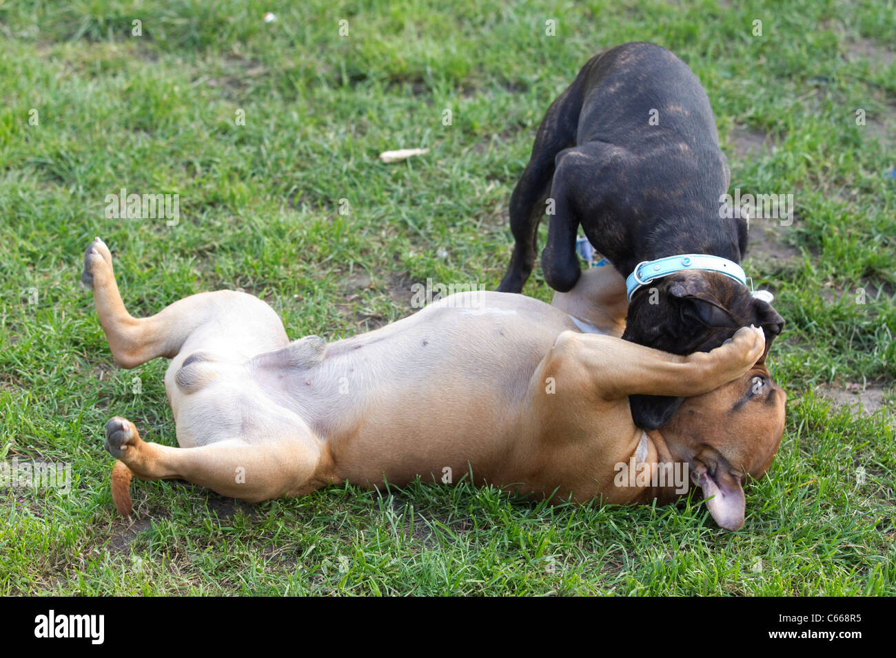 Staffordshire Bullterrier kämpfen auf einem Arbeiterklasse Anwesen in nstige, South East London. Foto: Jeff Gilbert Stockfoto