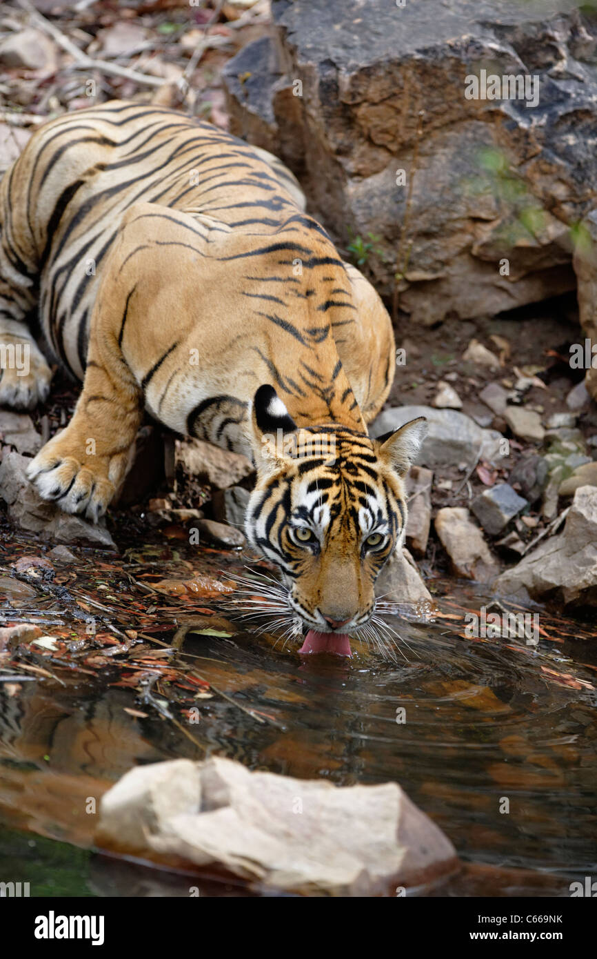 Bengal Tiger Durst in Ranthambhore, Indien. [Panthera Tigris] Stockfoto