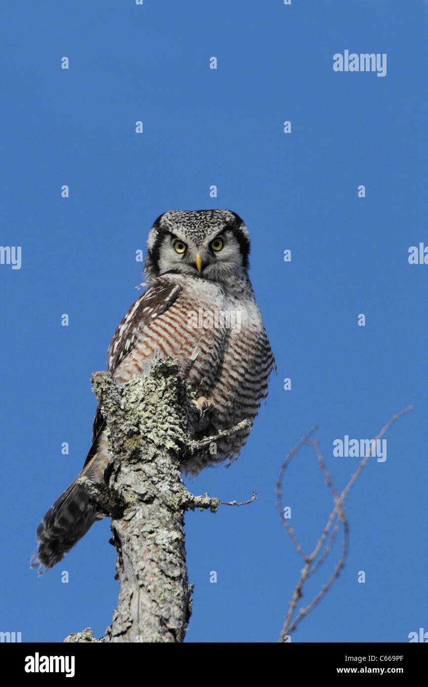 Nördlichen Sperbereule (Surnia Ulula) Stockfoto