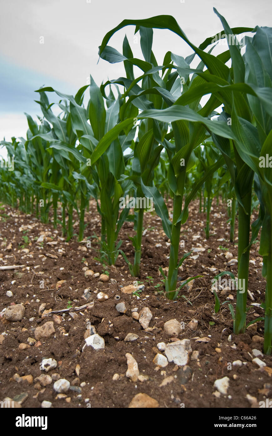 Eine Reihe von Mais wächst in einem Feld in der Nähe von Fetcham, Surrey. Stockfoto