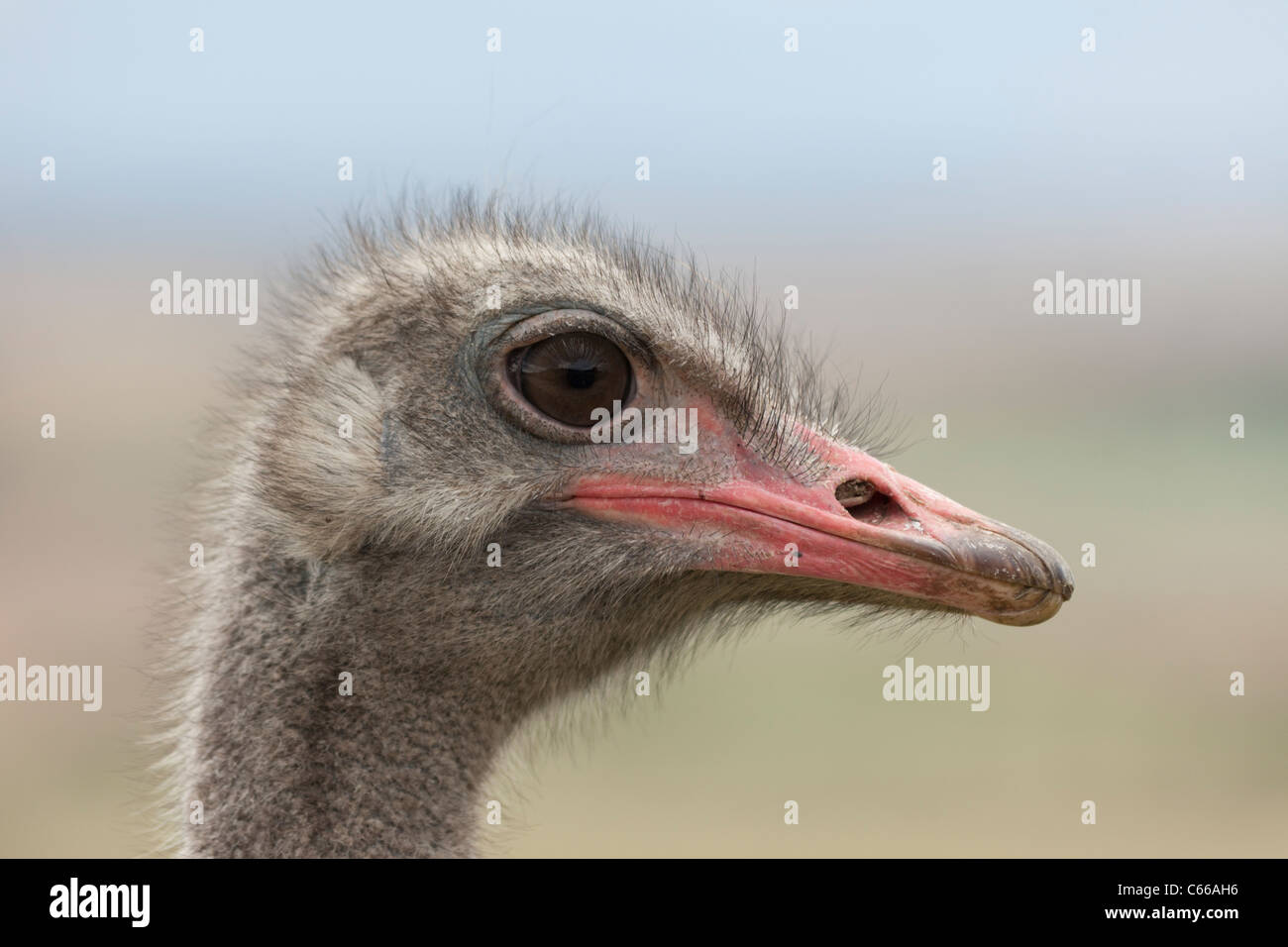 Strauß-Porträt Stockfoto