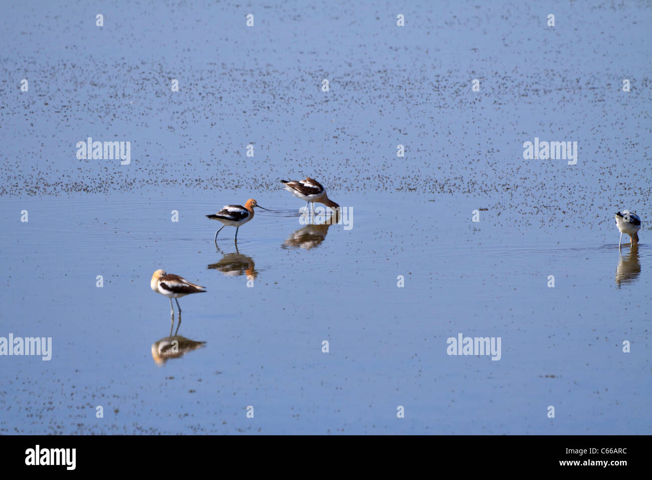 Amerikanische Säbelschnäbler Recurvirostra Americana. Great Salt Lake City, Utah Stockfoto