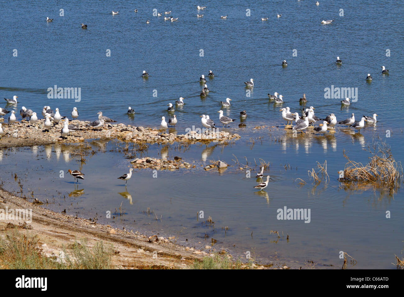 Antelope Island State Park, Great Salt Lake City, Utah. Stockfoto