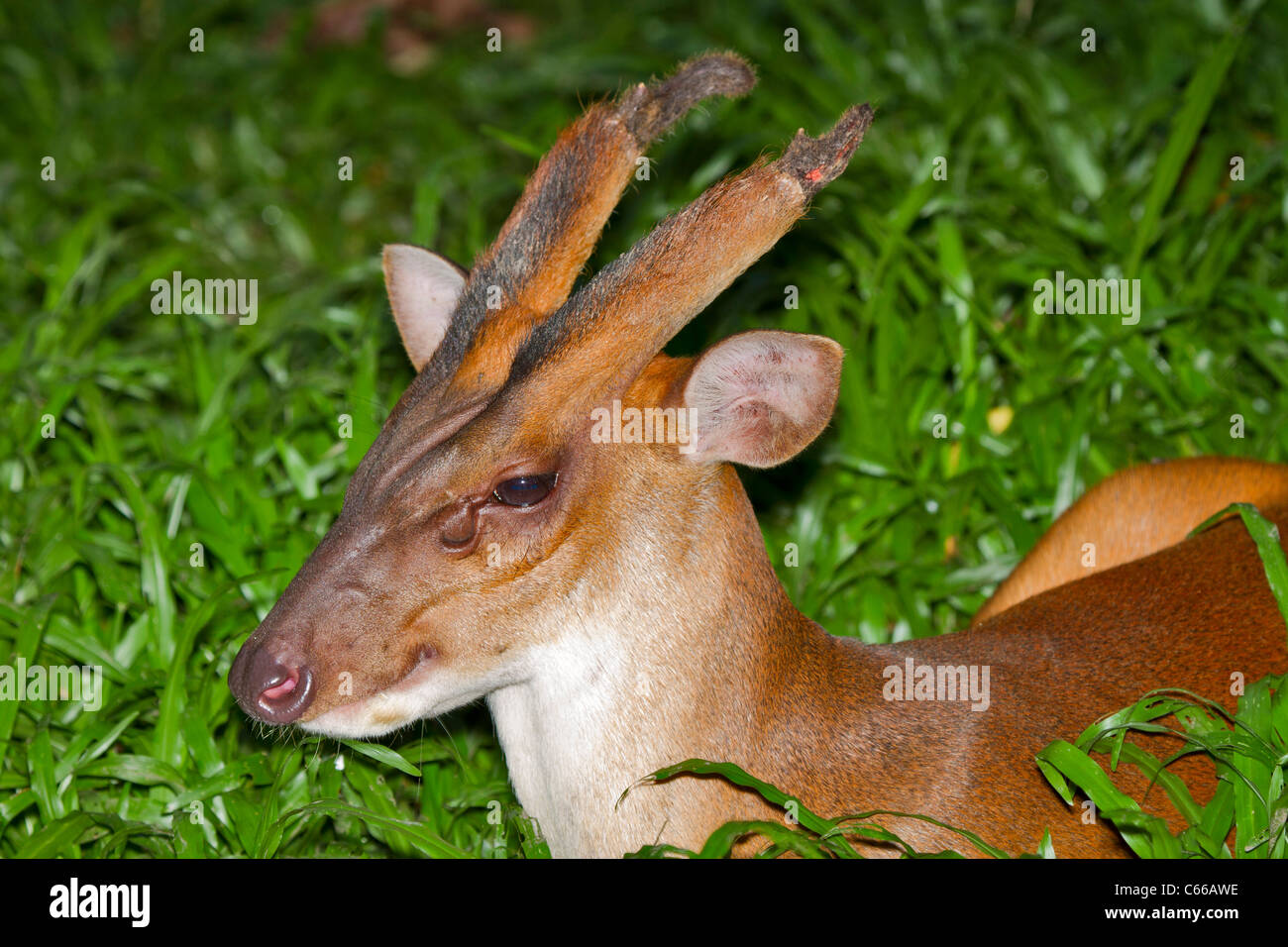 Muntiacus Muntjak, Muntjak, Männlich, Barking deer Stockfoto