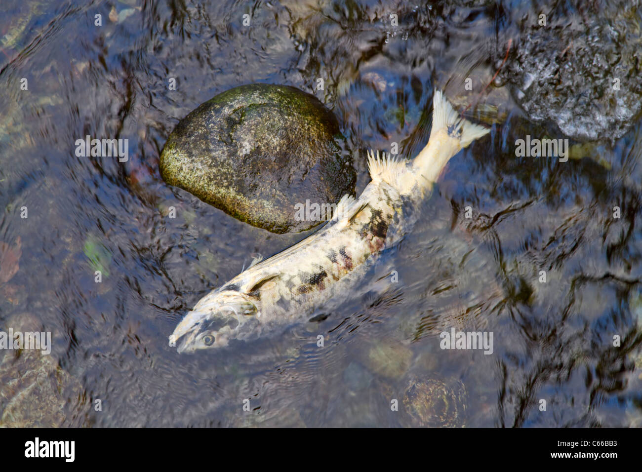Kadaver von Chum Lachs, Oncorhynchus Keta, Goldstream Park, Vancouver Island, British Columbia, Kanada. Stockfoto