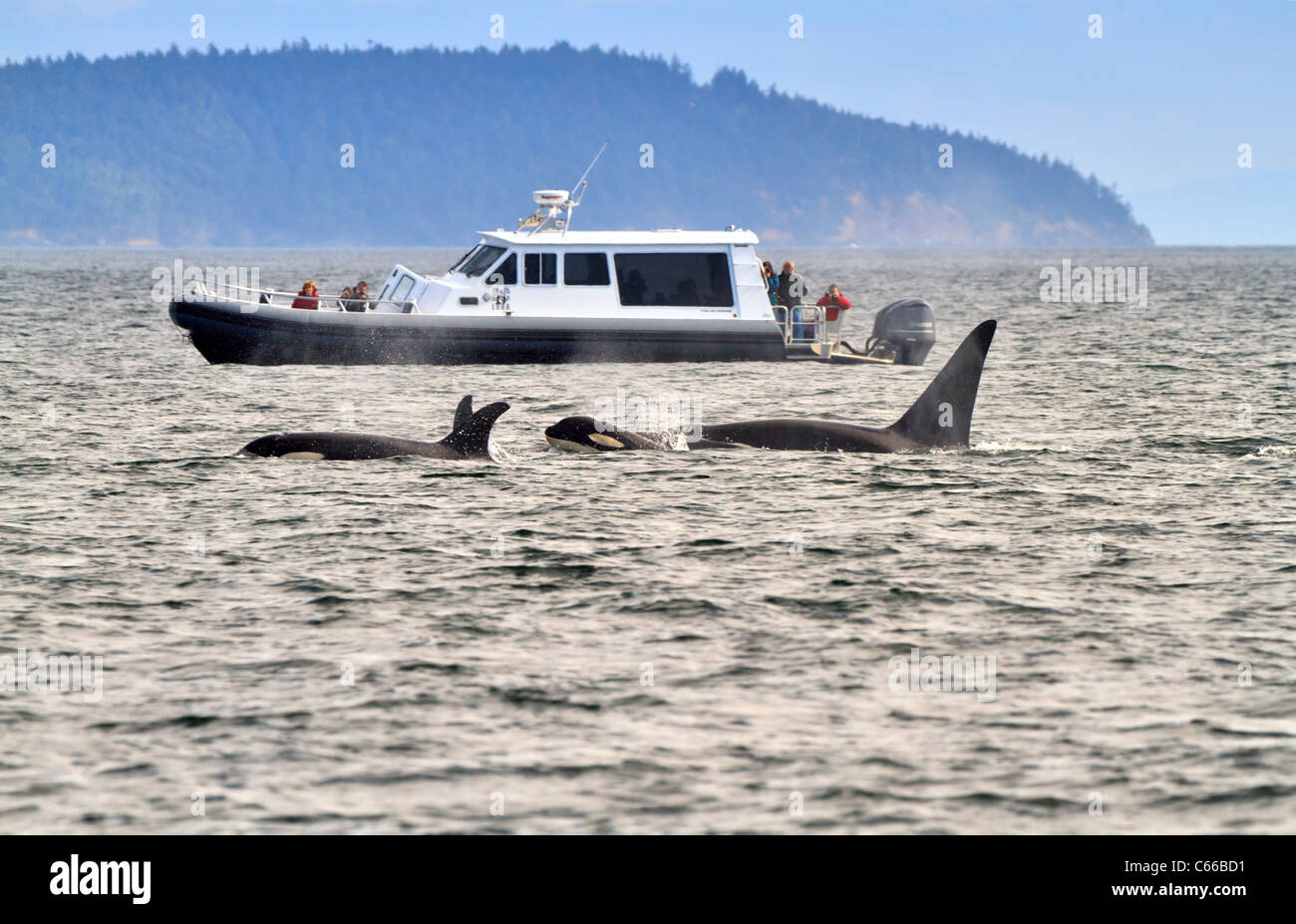 Eine Herde von Schwertwale (Orcinus Orca) schwimmen in der Nähe der San Juan Islands, Washington. Stockfoto