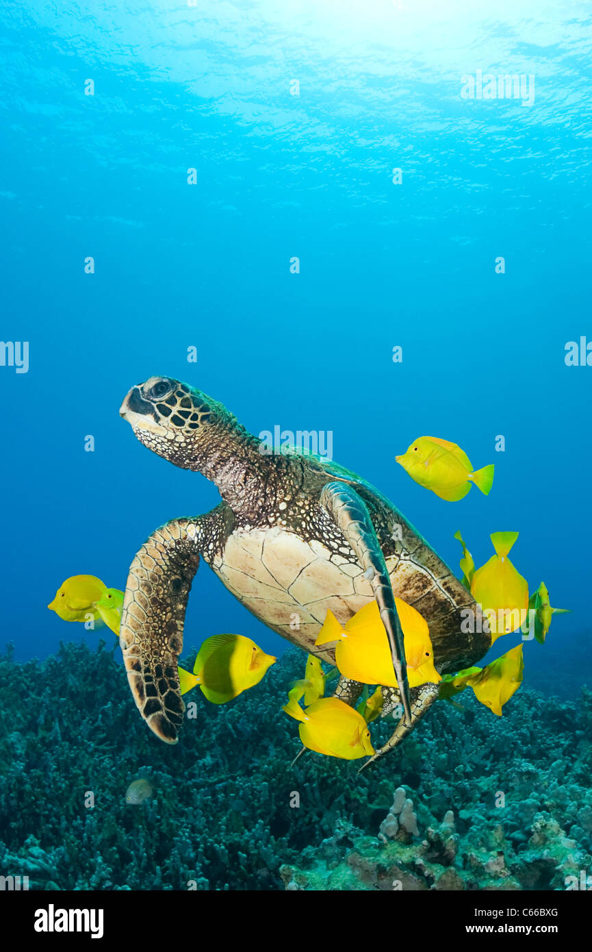 grüne Meeresschildkröte gereinigt von Algen durch gelbe Tang Doktorfisch am Reinigungsstation, Puako, Kona, Hawaii (Pazifischer Ozean) Stockfoto